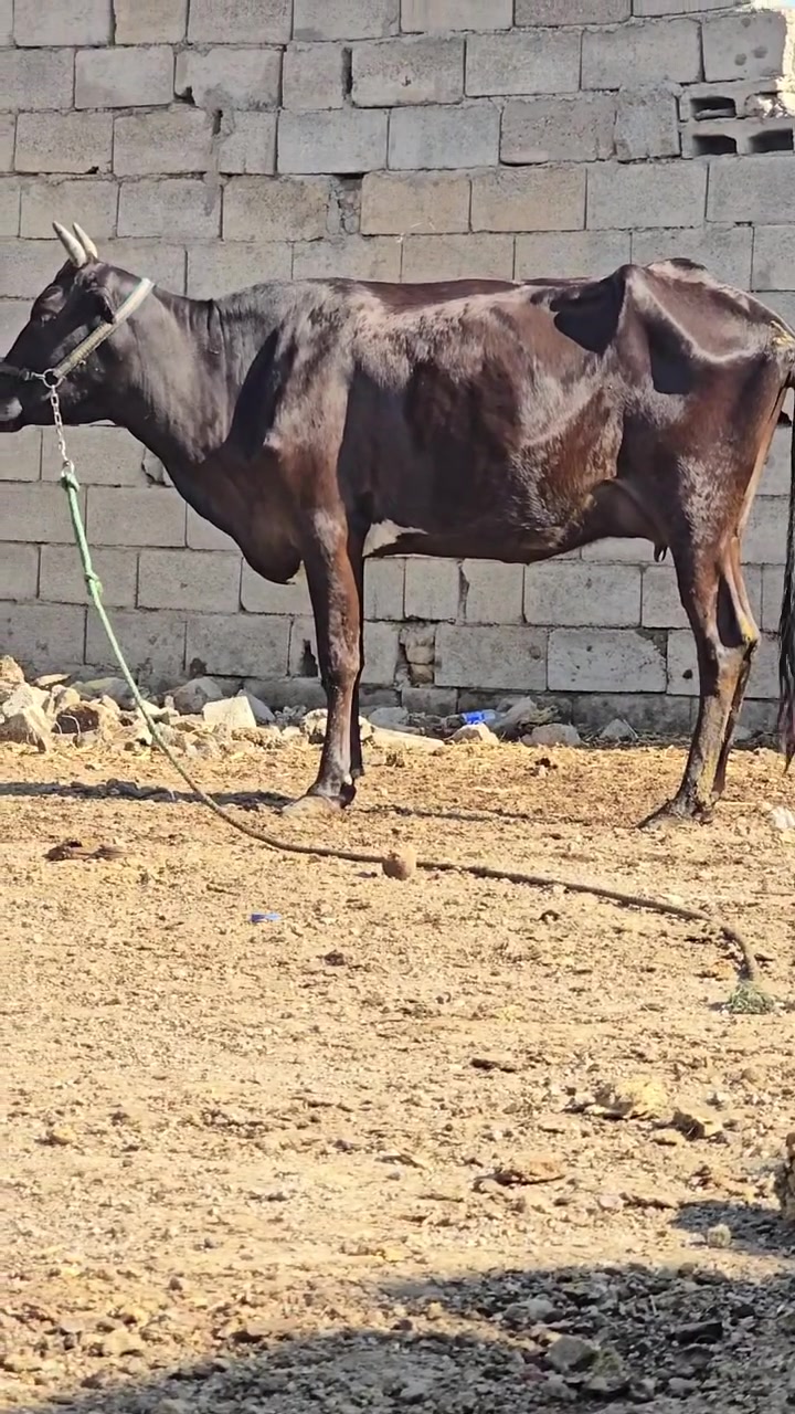 هوايش ثنين ولد جواهن ذكوره هديات كل شروط وعجله سمينه كلش كصابه المكان ميسان العماره الرقم ***********
***********
