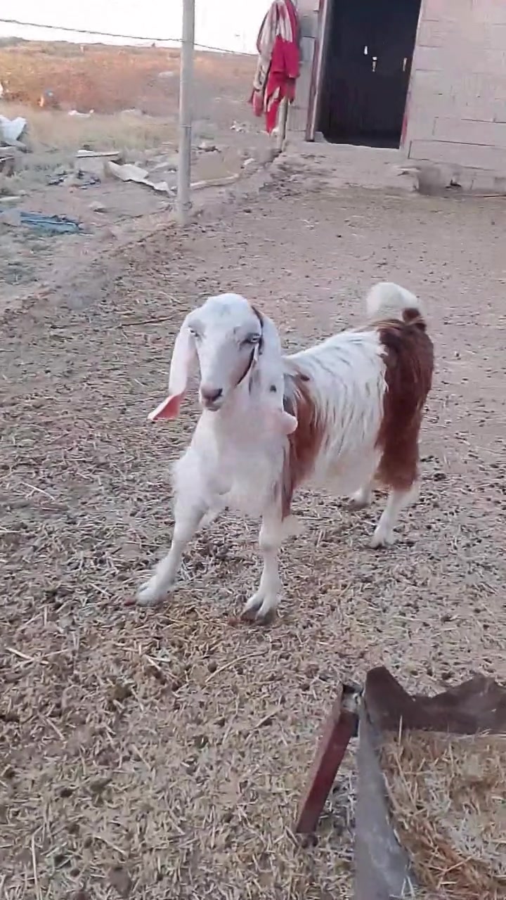 السلام عليكم 
صخله شاميه خشنه وسمينه مضربه ب شامي حانيه صارلها شهر سعرها 190 الف وبيها مجال بسيط المكان قريه جريجب للتواصل ***********
