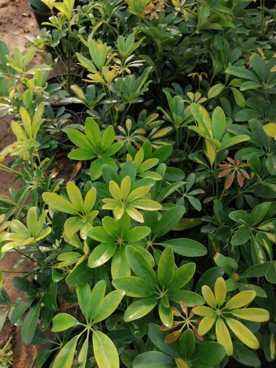 اي قطعه داخل المنشور 3000 🍀
اثنين ب 5000 🏵️
يوجد توصيل داخل بغداد فقط 🪴


**إذا كنت صاحب هذا الإعلان وتريد حذفه لأي سبب، رجاءا أرسل رسالة إلى الدعم الفني**