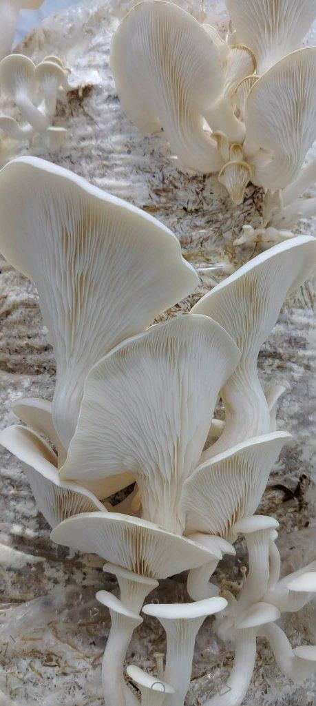 متوفرة بذور فطر محاري سعر الكيلو ب10 الف 
موجود توصيل لجميع محافظات العراق


**إذا كنت صاحب هذا الإعلان وتريد حذفه لأي سبب، رجاءا أرسل رسالة إلى الدعم الفني**