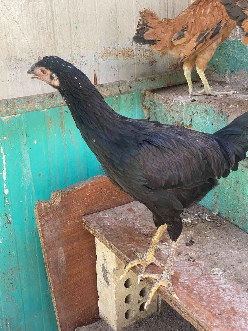 دجاج 🐓عربي 4+1الزوج 25العنوان رمادي حي الجمهوري مقابيل حديقة الثورة رقم 👇
***********
