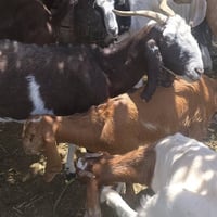 عنز • ماعز • جفره • صخول • عنز مع صخول • عنز ام رابع • عنز مكسورة رجل ...