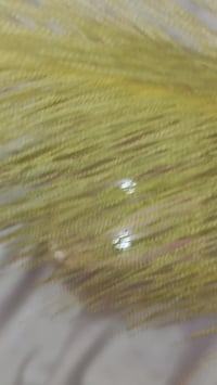 لوشن جسم • سكوالين • رائحة خوخ