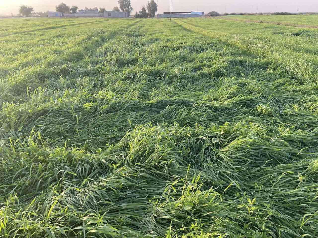 السلام عليكم يوجد زرع +برسيم للبيع ابيع كتل سراحه او حش المساحه 8 دونم العنوان قرية البدر للاستفسار التواصل على الارقام 
‏‪***********‬‏
‏‪***********‬‏
