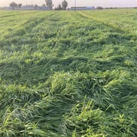 زرع وبرسيم • ٨ دونم • قرية البدر