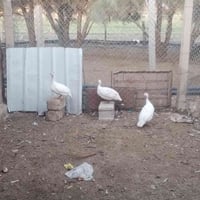 يوجد جياني البيع العدد ٣ذكوره 50 07868747511