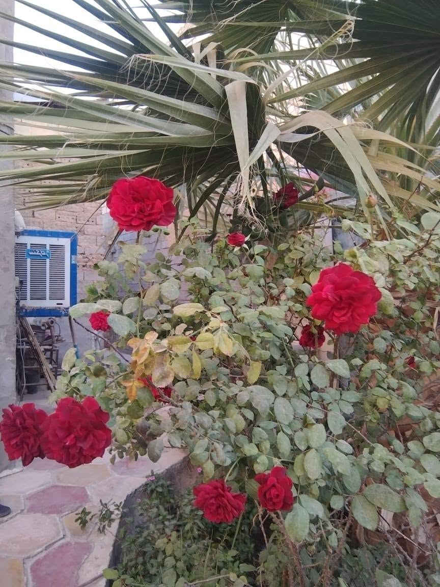 بيت بل كوفه قريب عله مسلم عليه السلام طابو زراعي سند 25 المساحه 230 متر السعر خاص رقم الهاتف *********** علي أبو حسين
