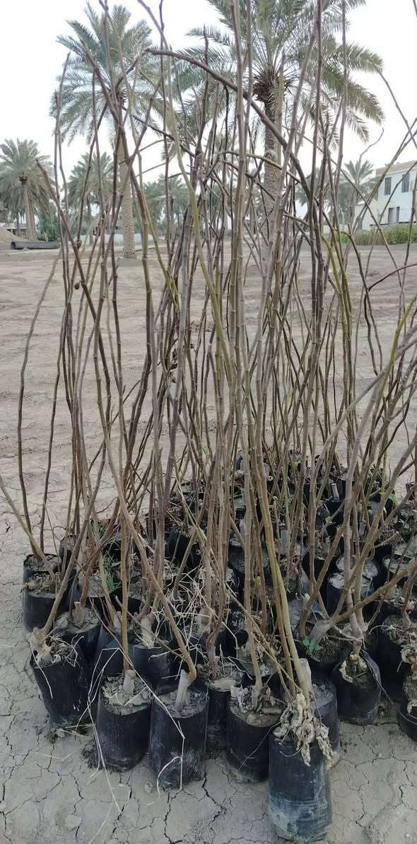 *********** تين تركي سعر ١٥٠٠
