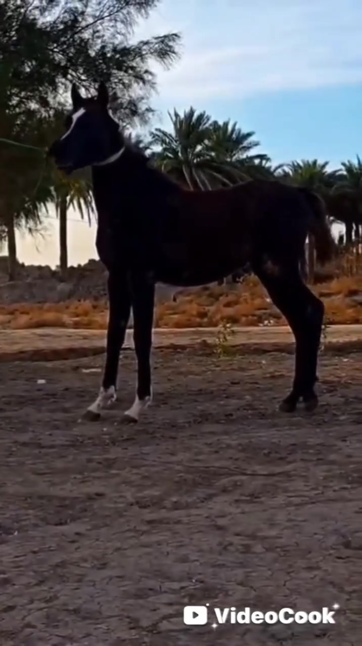الهم صلي على محمد وآل محمد  مهره دهمه  رقم واحد كامله المواصفات هوازيه فناص وجمال والكشخه راس وشليل مهره دم حار عمره 8تشر  وين عشاكت زين ويدور درجه واله العنوان بابل بشوملي الاستفسار خوكم ابو محمد اكو توصيل جميع المحافظات العراق حسب تفاق  ***********واتساب 
***********واتساب          🧿 اسم المهره قمر 🧿
***********واتساب
