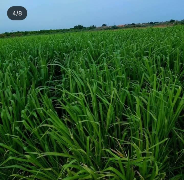 ✅محلات هيثم للخدمات الزراعية ✅

#وصول_بذور_النگراس

#وصول_شعير_صيفي

#وصول_جت_تركي_عراقي_امريكي

#وصول_ذرة_اسبانية_عراقية

#اسعار_مناسبة_جدا_جدا

#متوفر_جملة_مفرد

✅العنوان الجدعة الشارع العام مقابل مجمع جنة الأسعار محلات هيثم للخدمات الزراعية ***********
