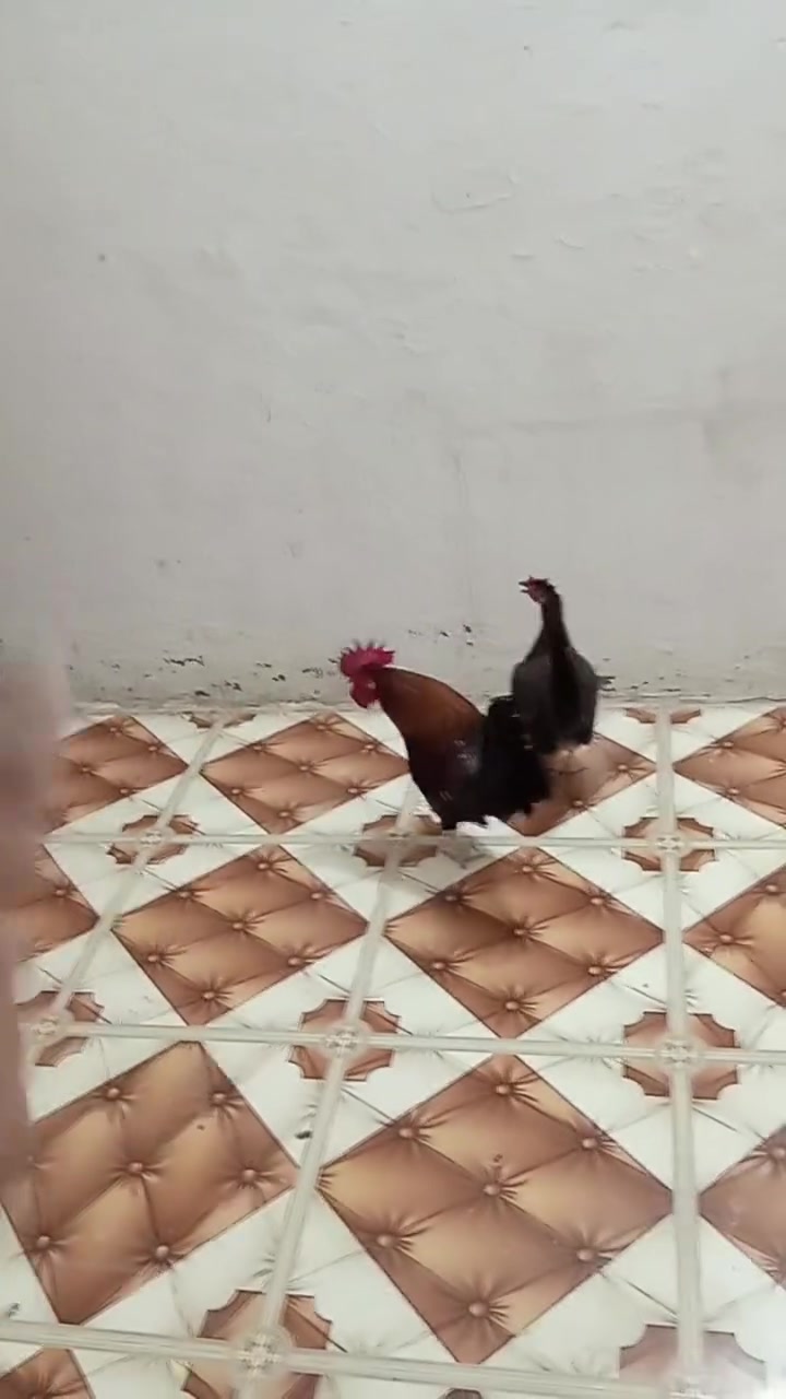 السلام عليكم شباب بيع مستعجل ديج دبس كويتي الاصلي ودجاجه شمسيه الاصليه كويتيه تلقيح كامل شرط الدجاجه اذا مو بياض مرجوعه العنوان السماوه ام العصافير شرايبي خير ويتدلل وهذا الرقم بواتساب ***********
