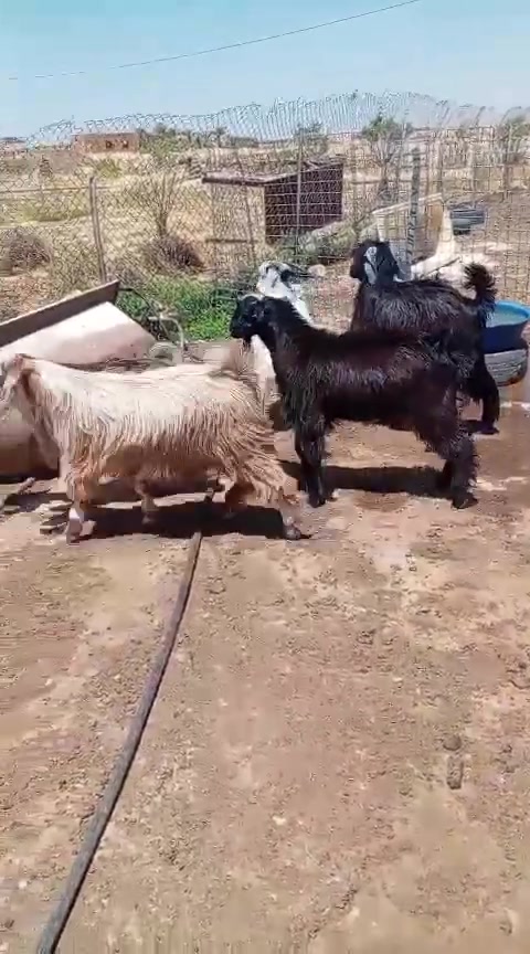 متاح لحم جدايه سعر الكيلو ١٨ الف كبانه شيله وحده جدي فريش وطازج وزن جدي من ٢٠ كيلو وجوه االعنوان الانبار قضاء عنه
***********
