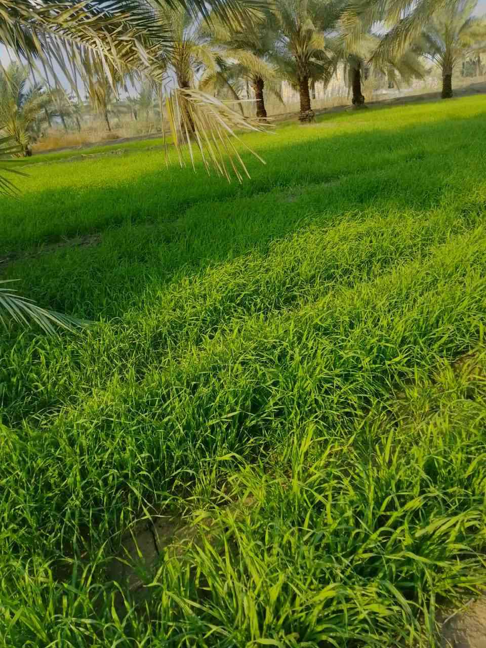 ارض زراعيه للبيع المساحه 6 دونم
طابو زراعي سند 25 الكاع بأسم الرجال 
وتحويل أيضا 
الكاع حلوه وتزرع كافه المحاصيل حاليا مزروعه شعير
 تحتوي على 100 نخله ملون
 متوفر ماء اساله وكهرباء وماء سقي مستمر طيله السنه بنهر من شط الديوانيه
 تبعد عن طريق صدر الدغاره باتجاه القاسم طريق الزوار نزله مسافه 150 متر 
السعر 180 مليون
‼️‼️ البيع لكل الارض
للاستفسار واتساب 
***********
