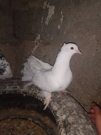 توفر للبيع  نثيه عروسه  جناحات كامله  ذيل  يخبل  السعر 13.     للتواصل...