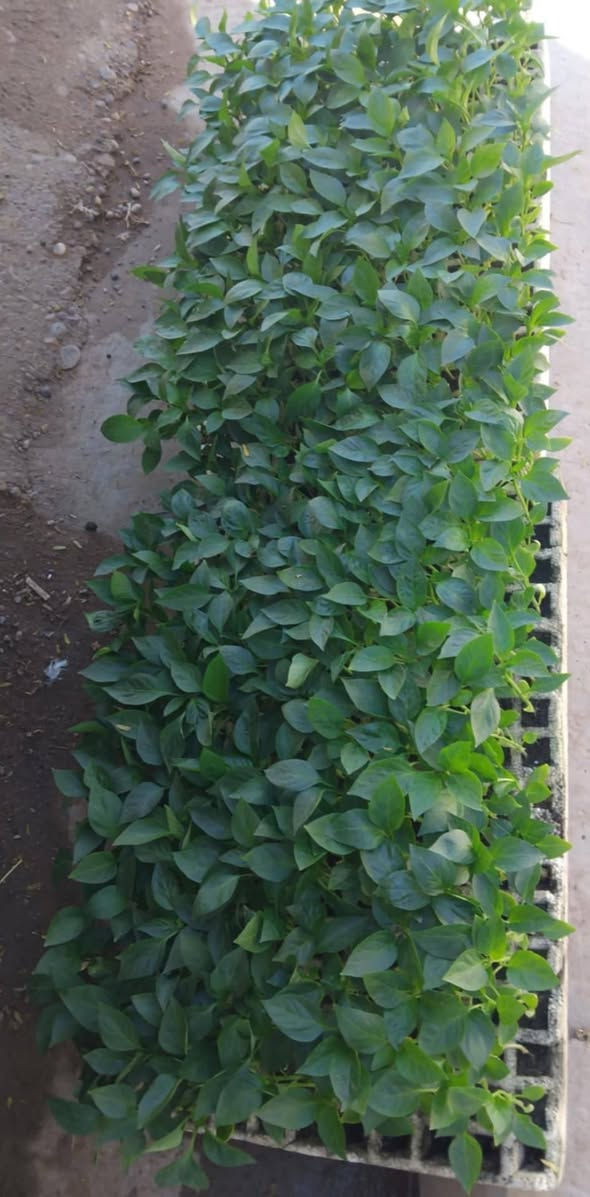 متوفر لدينا وحياكم الله


**إذا كنت صاحب هذا الإعلان وتريد حذفه لأي سبب، رجاءا أرسل رسالة إلى الدعم الفني**