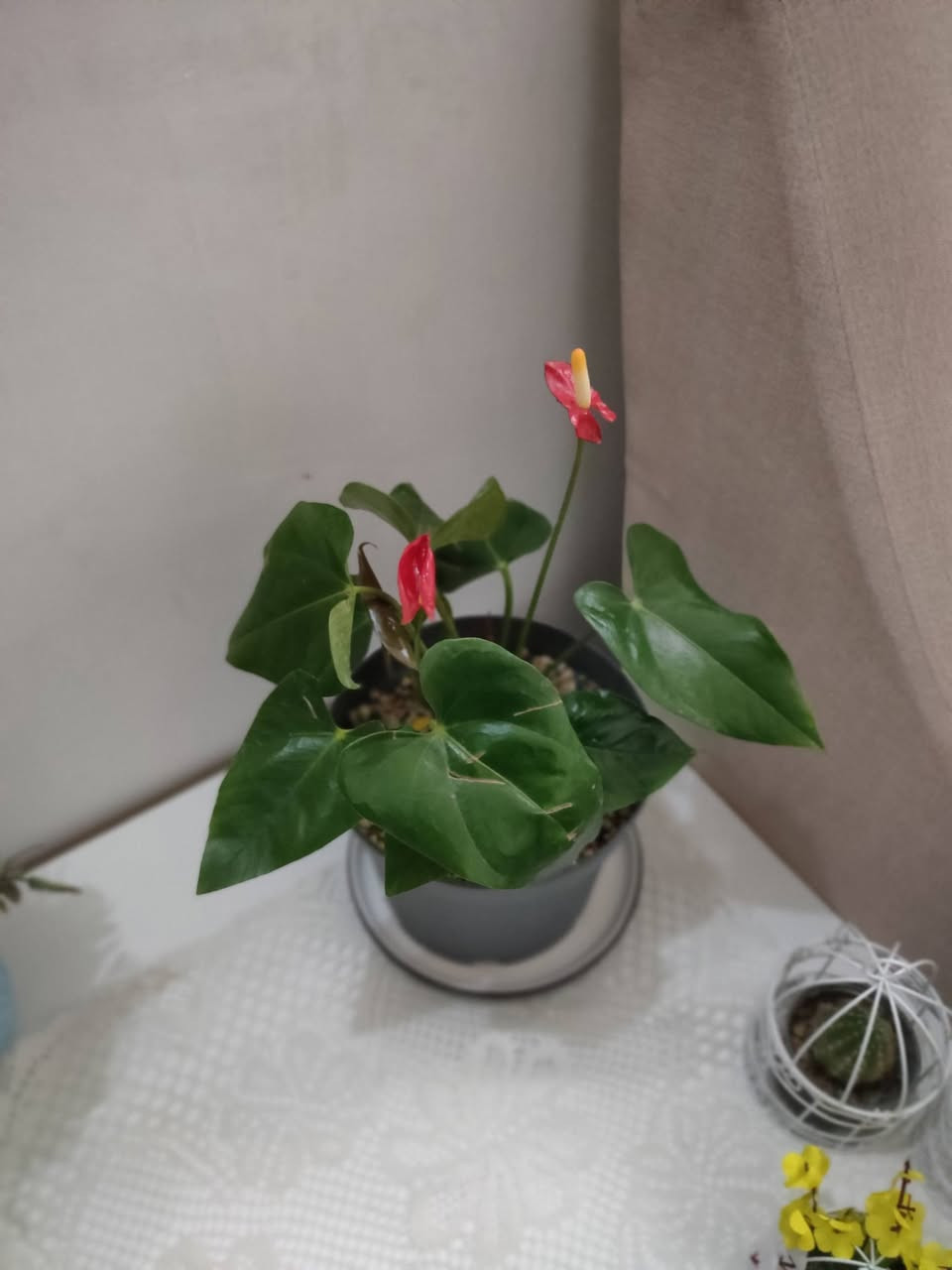 نباتات ضليه متوفرة 💚💚💚


**إذا كنت صاحب هذا الإعلان وتريد حذفه لأي سبب، رجاءا أرسل رسالة إلى الدعم الفني**