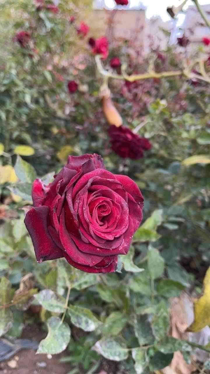 تم وصول وجبه من شتلات ورد جوري تنخيل قطمر ٥ الوان
البيع جمله ومفرد.
سعر ٦٥٠ دينار
للحجز والاستفسار الاتصال على الرقم *********** جاسم الخليفاوي العنوان الخالديه شارع العام مقابل بلديه الخالديه.
