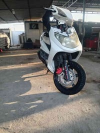 سكنس فحل للبيع 07864430818 والخاص مفتوح واني خادم