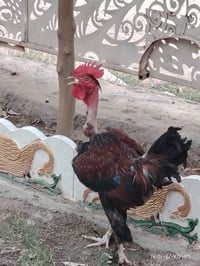 ديج ابو دلعا • صوفيه • واتس