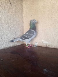 متاح تك فحل جيني مكعكل رابطته 2025 واضح بل تصوير مكاني بغداد حي ؤر ام ...