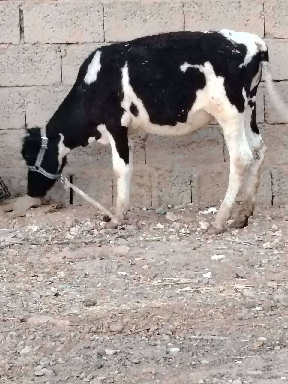 السلام عليكم
للبيع جوز حوليات جنس اصليات يرهمن ربط وجنيه السعر مليون و650 وبيهن مجال قليل الاستفسار الاتصال على الرقم *********** // *********** موجود توصيل حسب الاتفاق
