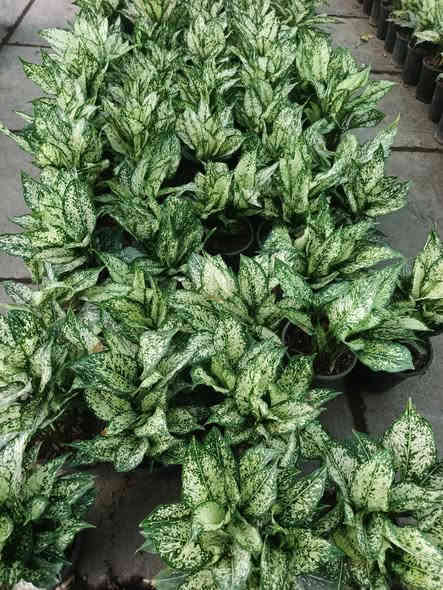 صور نباتات💕 تركيه ♥️من داخل #مشتل_النورين متوفر كميات كبيره وبأسعار مناسبه💞 
 عنوانه #شارع_الغطاس_خلف_المجمع_السوري 
 كذالك تتوفر خدمه توصيل داخل الصويرة فقط 
-----***********📞
📱
-----***********📞
