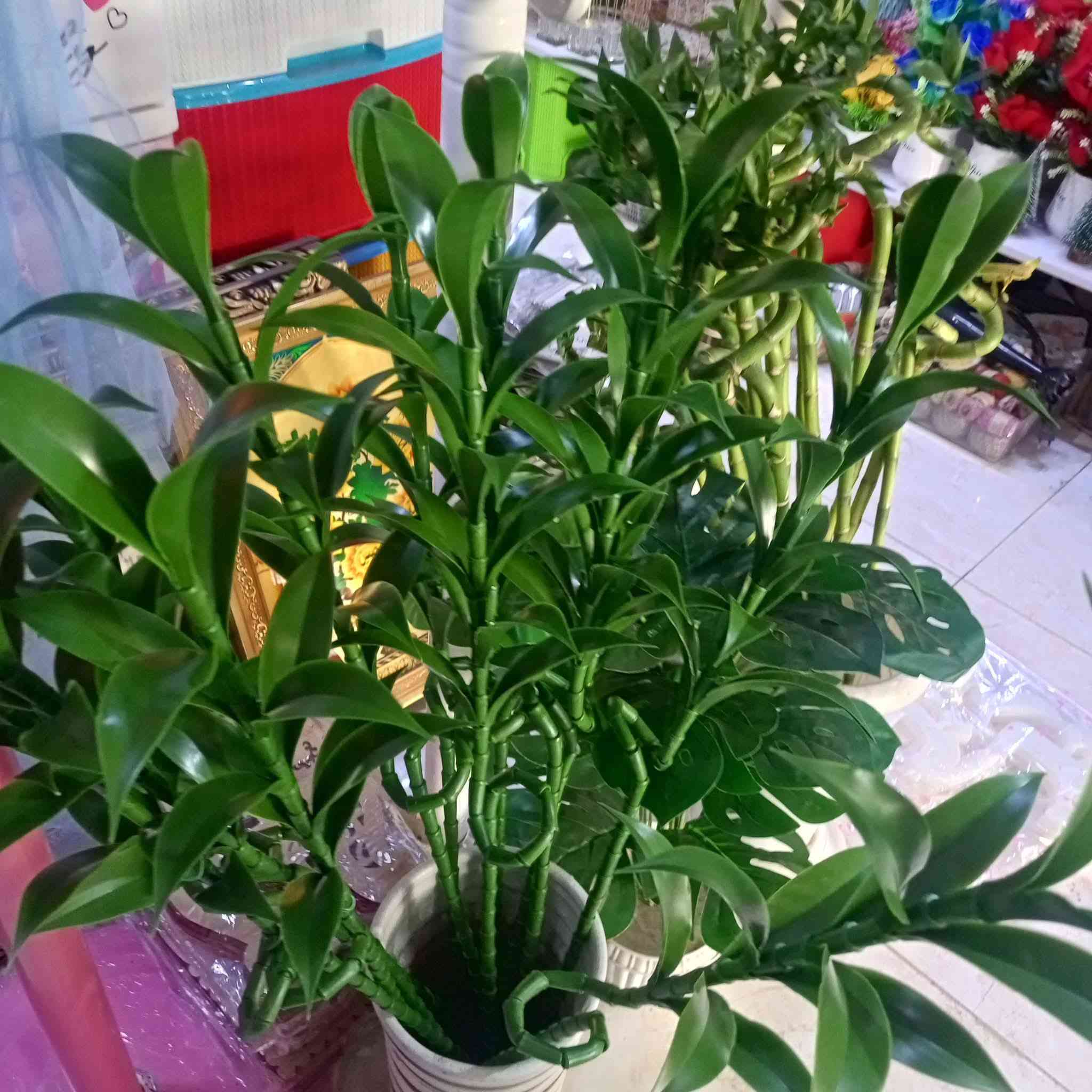 عصا موسى  &   عصا ساق البامبو

        الاصطناعية

زيتيه درجة اولى كلششش راقي وجميل تميل للحقيقية 100٪  الارتفاع متر

@إشارة #الجميع #متابعين #عصاموسى #بامبو


**إذا كنت صاحب هذا الإعلان وتريد حذفه لأي سبب، رجاءا أرسل رسالة إلى الدعم الفني**