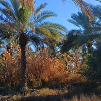 نصف دونم • كربلاء • قرب الامام