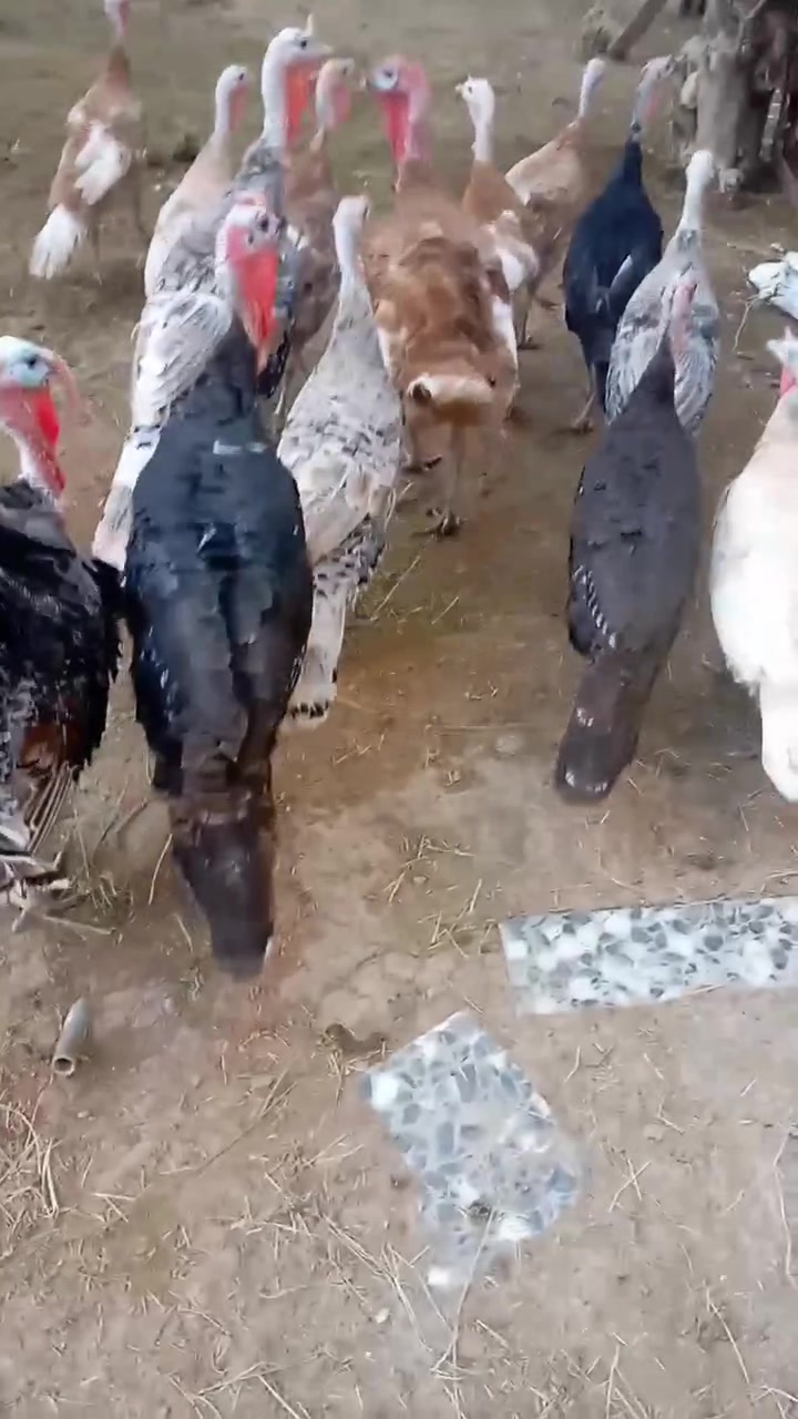 من رخصت مدراء الكروبات المحترمين للبيع 15نثيه فسيفس +5 افحل الحلال درجة اولى عرب اصلي عنواني بابل محاويل قرب معارض السيارات ***********

