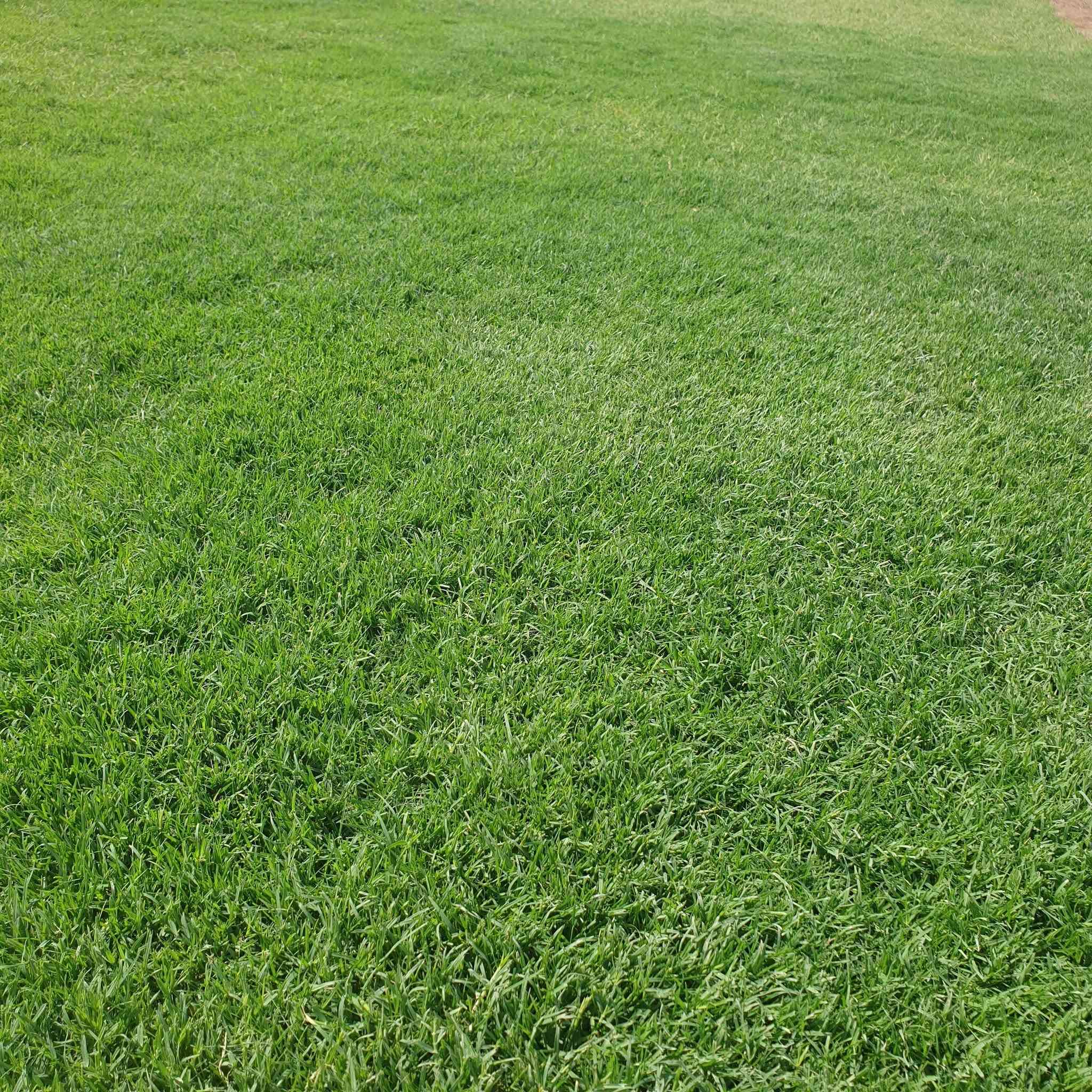 مرحبآ بكم في مجموعه مزارع ديالى لثيل الهندي الطبيعي 🌿🌱
 نقدم لكم افضل انوع الثيل الطبيعي عالي الجوده يتحمل كافه الظروف البيئية.🌦️🌞
دائم الخضرة🌿🌳 وباسعار تنافسيه وعروض مميزة ☘️❤️
#مستعدون لتجهيز وفرش الحدائق🏡 ودوائر الدولة🏡والمنازل🏡🏡
و تجهيز الملاعب🏟️ والمنتزهات بانسب الاسعار مع #ضمان الجودة العالية في العمل👷👷

مع خدمة التوصيل خلال24ساعه🚛🚛
#الاسعار 💵💸 تختلف حسب الكمية 

 التواصل مع الصفحة عن طريق ارسال رسالة  او الاتصال
 #بصرة #عمارة #ناصرية #بغداد #ديالى #دهوك #اربيل #سليمانية #نجف #الانبار #
***********اتصال
***********اتصال +واتساب
