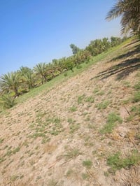 بابل هوشام • ٢ دونم • سند