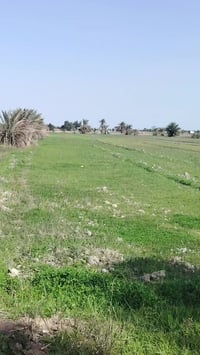 5 دوانم للبيع على المشروع الاراضي مباشرتا العنوان تاجي ذراع دجله تباع ...