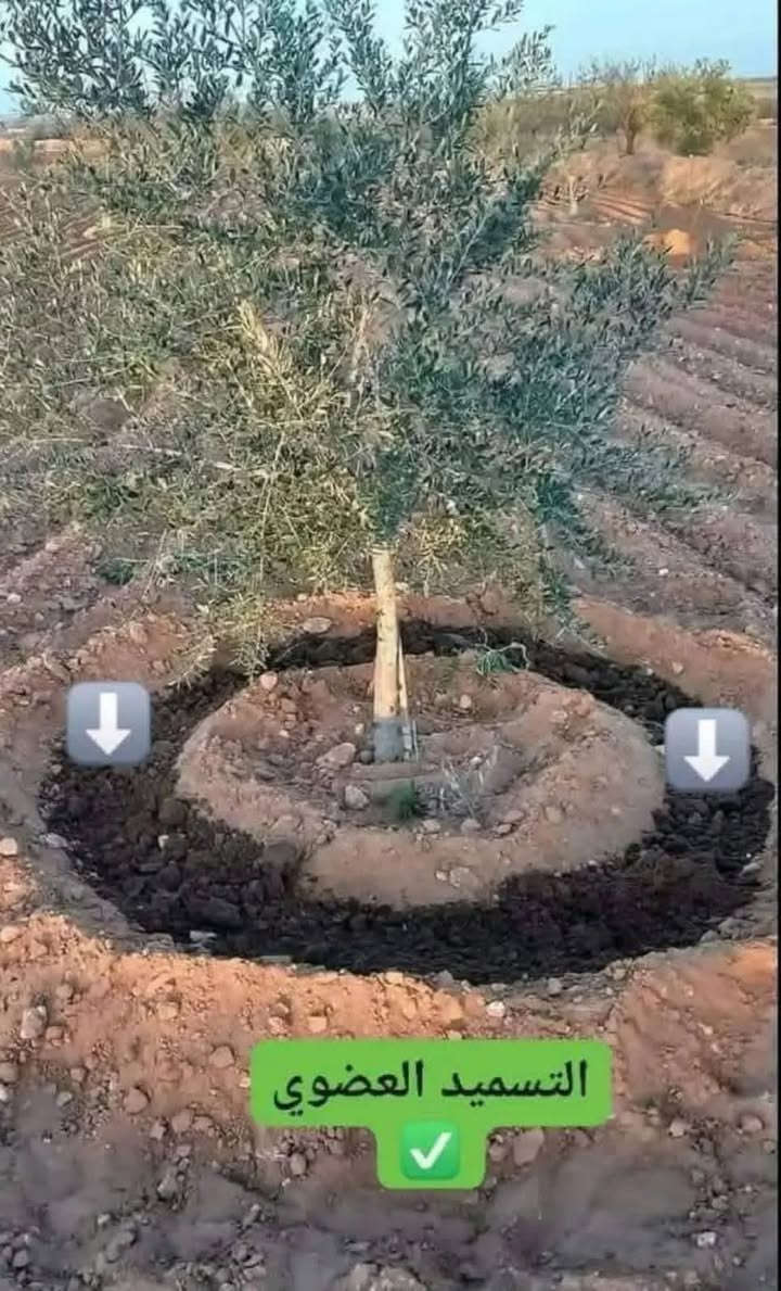 سماد الفيرمي كومبوست و ايضاً البرلايت من شركة أوروك 
نضراً لكثرة الطلبات في عموم العراق قررنا إرجاع بعض الوكلاء و بأسعار الشركة وكيل محافظة الديوانية الاخ جعفر المختار .

إذا تريد تربة حيّة ونباتات أقوى 🌿
نوفر لكم الآن:

🔹 فيرمي كومبوست (سماد عضوي 100%)

يزيد خصوبة التربة

يقوّي الجذور

يسرّع نمو النبات

مناسب للخضروات، الأشجار، النخيل الثيل الضليات الحنطة الشعير البرسيم و جميع النباتات والبيوت البلاستيكية

🔹 البرلايت الزراعي

يحسّن تهوية التربة

يساعد على تصريف الماء

يقلل تعفّن الجذور

مثالي للمشاتل والأحواض والبيوت المحمية

📍 متوفر الآن في الديوانية
📦 كميات مضمونة وجودة عالية من شركة أوروك للأسمدة العضوية والبرلايت

للاستفسار والطلب ⬇️
📞 (***********)
