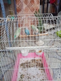 بلابل حب للبيع سعر الزوج 12وبيه مجال للاستفسار 07816506583