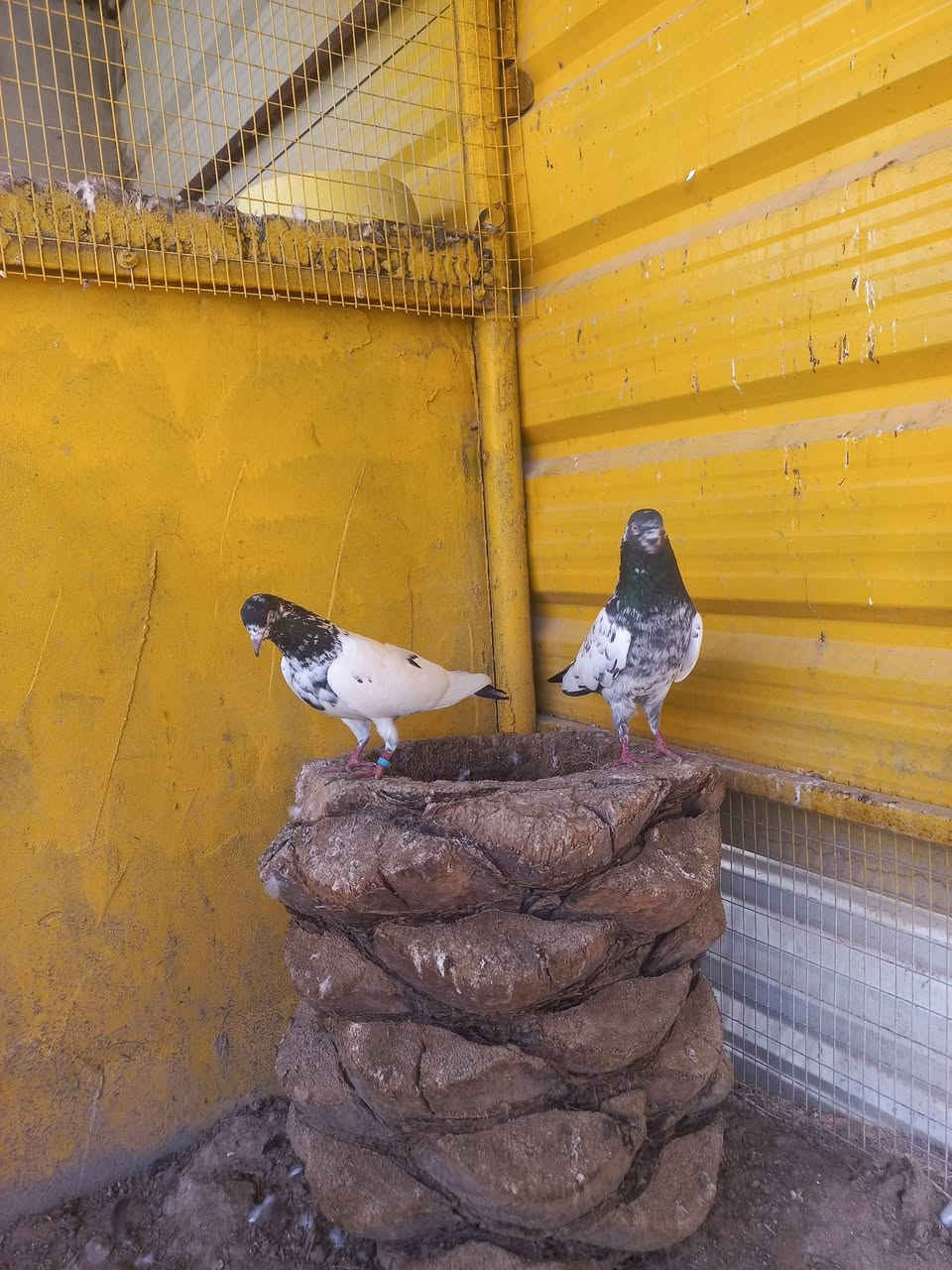 تور للبيع
سعر الزوج ١٥


**إذا كنت صاحب هذا الإعلان وتريد حذفه لأي سبب، رجاءا أرسل رسالة إلى الدعم الفني**