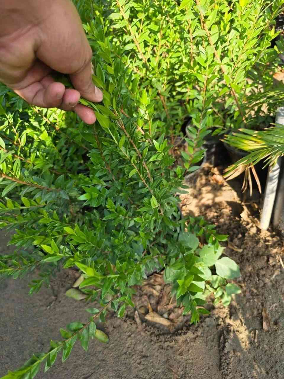 يااس عطري  الياس العراقي 

نبات يصلح  لهندسة الحدائق

سعر /  4 الف  
مشتل المصطفى  
عنوان /تقاطلع سبعه نيسان 

دائم الخظرة مقاوم لدرجات الحرارة 
 مرغوب لدى الكثيرين ويتميز برائحته الطيبة  والمنظر الجميل 
 
رقم الهاتف /   ***********
