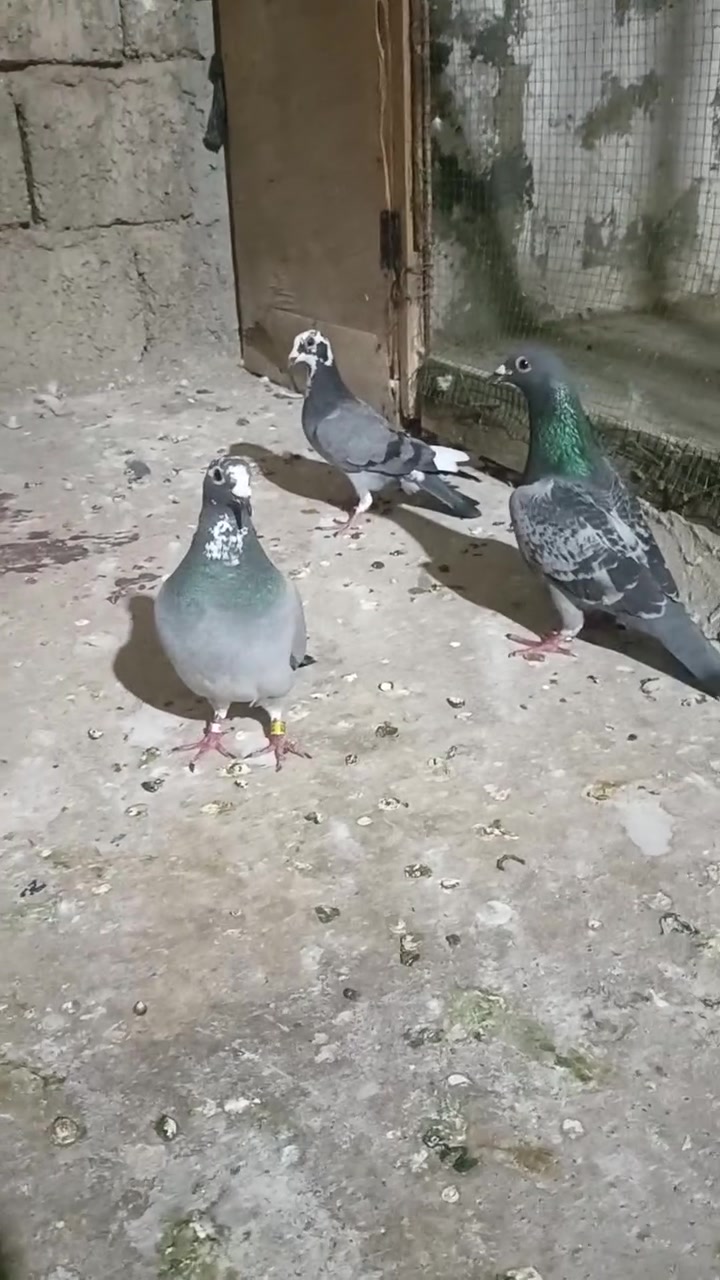 لبيع زاجل تعال خاص


**إذا كنت صاحب هذا الإعلان وتريد حذفه لأي سبب، رجاءا أرسل رسالة إلى الدعم الفني**