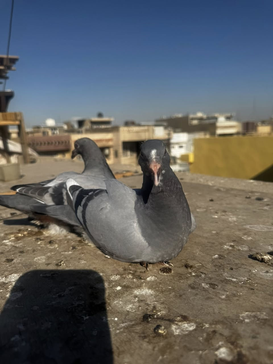 السلام عليكم
اخوان متاح زوج افراخ 
ب30 
مكان بغداد الشعب 
***********
