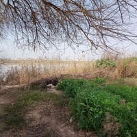 المدائن صطيح • ارض زراعية • ٧ دونم ونص