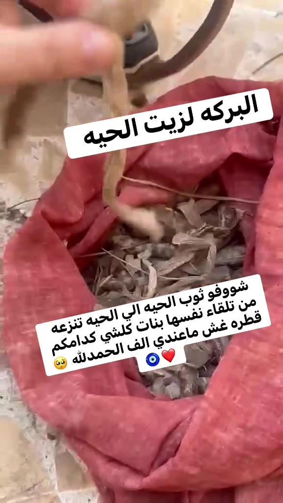 الرزق الحلال يحب الصدّق.. 🤲
هذي وجبة جديدة وصلت اليوم، حبيت أشارككم التفاصيل حتى تشوفون بعينكم شلون نشتغل.🐍🐍
زيت الحية مو بس علبة وتنباع، هذا "علاج" وعناية. إذا شعرج تعبان ومحتاج رجعة قوية، هذا هو الحل اللي جنتي تدورين عليه.
فوائده لا تعد ولا تحصى 😎🐍🐍
راح تجربي وتدعيلي 🙏🏻🩵💎

محبي مجلة السيدة الأولى@


**إذا كنت صاحب هذا الإعلان وتريد حذفه لأي سبب، رجاءا أرسل رسالة إلى الدعم الفني**