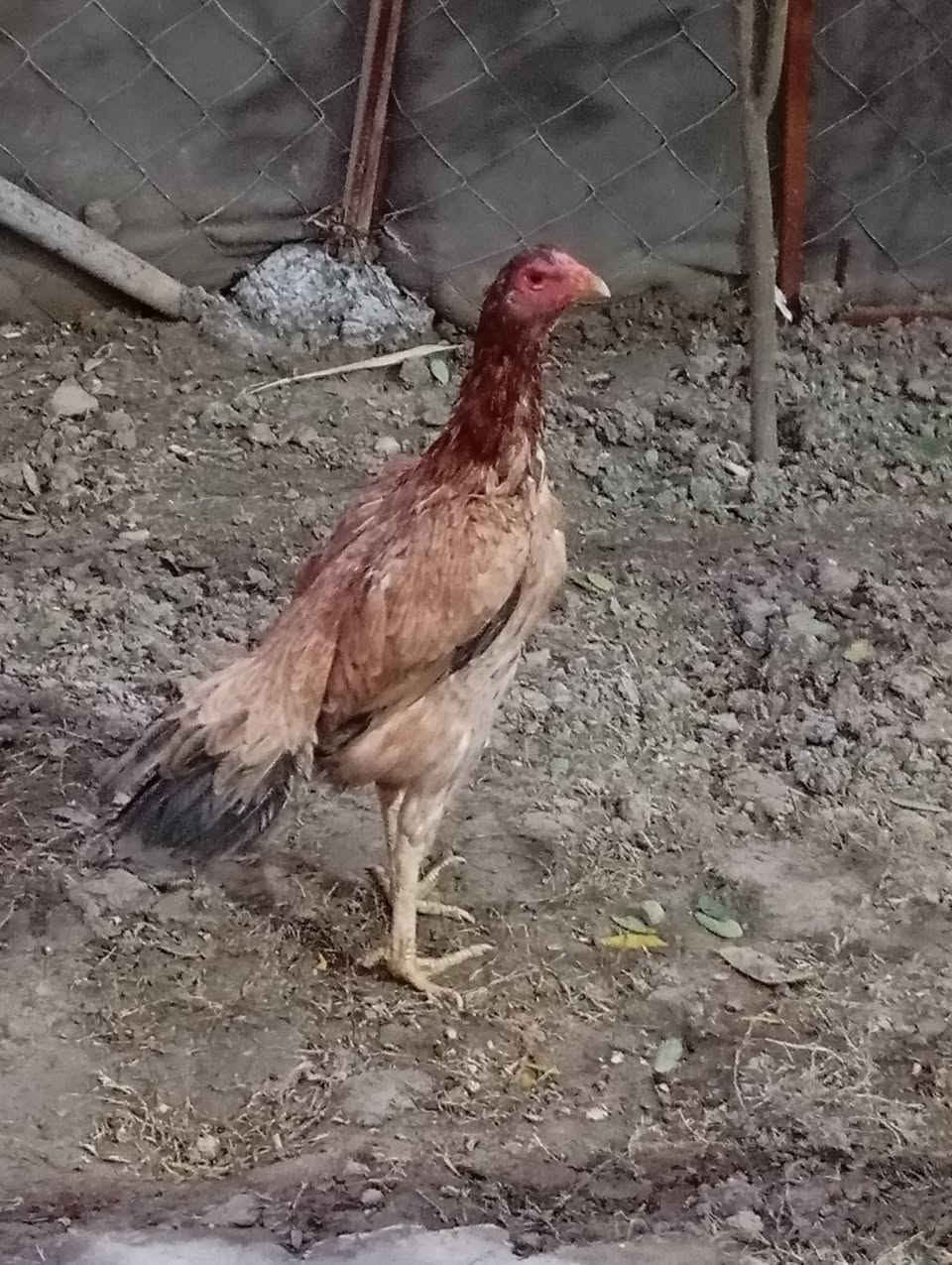 السلام عليكم 
متاح ديج هراتي عمر خمس اشهر  من نسل معروف مقاتل ابوه غالب ثلاثه ودجاجه فيتناميه مكان محاويل 
اليريدهن يعلق وبيه خير ويدلل


**إذا كنت صاحب هذا الإعلان وتريد حذفه لأي سبب، رجاءا أرسل رسالة إلى الدعم الفني**