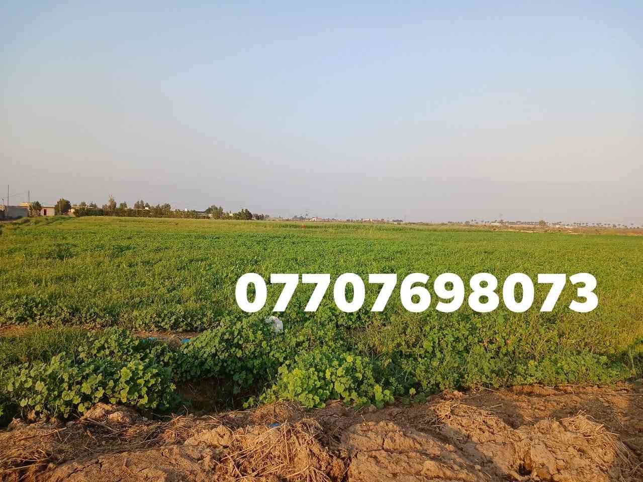ارض زراعيه متوفر فيهى كهرباء3فيزو ابي ماء صالع للشرب في معمل السوس قرب المجمج السكني
