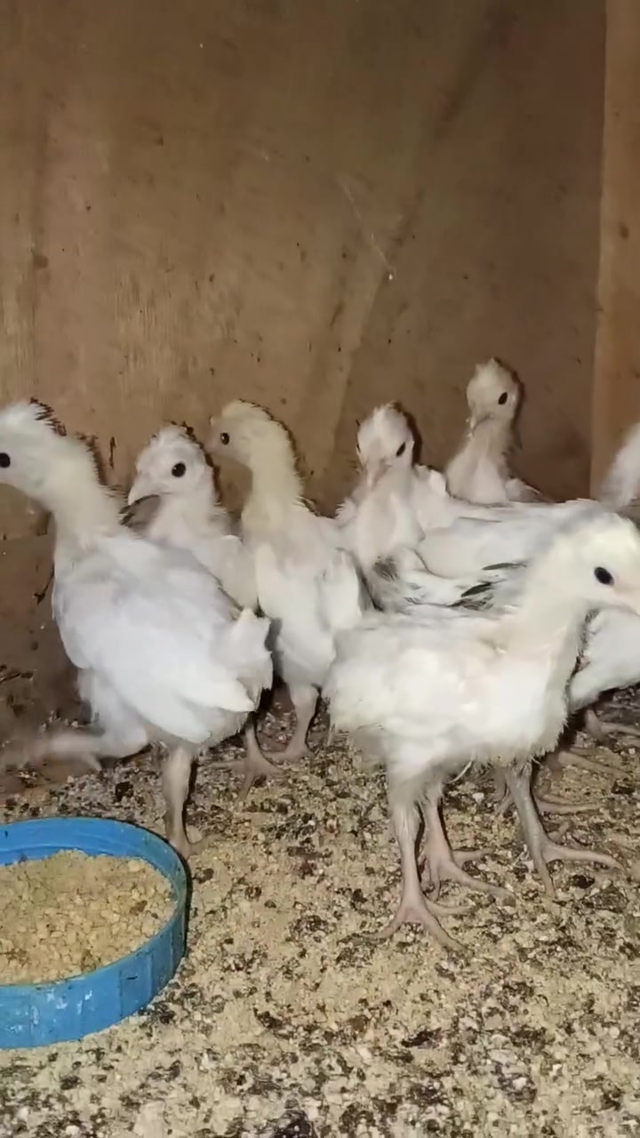 متاح  أفراخ كويتي أفرك 
القرنة بني منصور  🧿  تواصل عل خاص 
شراي أسحب الفديو  وراسل


**إذا كنت صاحب هذا الإعلان وتريد حذفه لأي سبب، رجاءا أرسل رسالة إلى الدعم الفني**
