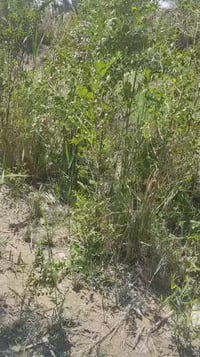 سدر • مقلوع بالعروق • كبار وسط صغار