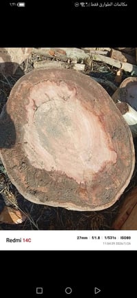 كند كصابة شرط قلك سعر الوحدة ٥٠ليحب يتصل ٠٧٨٠٨٨٤٢٣٣٦ مكاني جزيرة فحامة