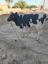 بكره • فريزيه • زراعيه