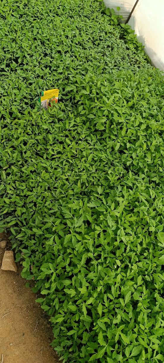 يوجد اطباق طماطه للبيع زرع خير من الله للتواصل
*********** طريق نجف كربلاء عمود 410
