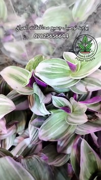 نبات المكحله • بغداد • نبات منزلي