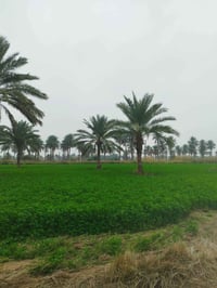 دونمين للبيع المدائن منطقة الجعارة طابو ملك سند 25 قريبه عله الشارع لل...