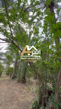 بغداد الراشدية • دونم • بستان مثمر